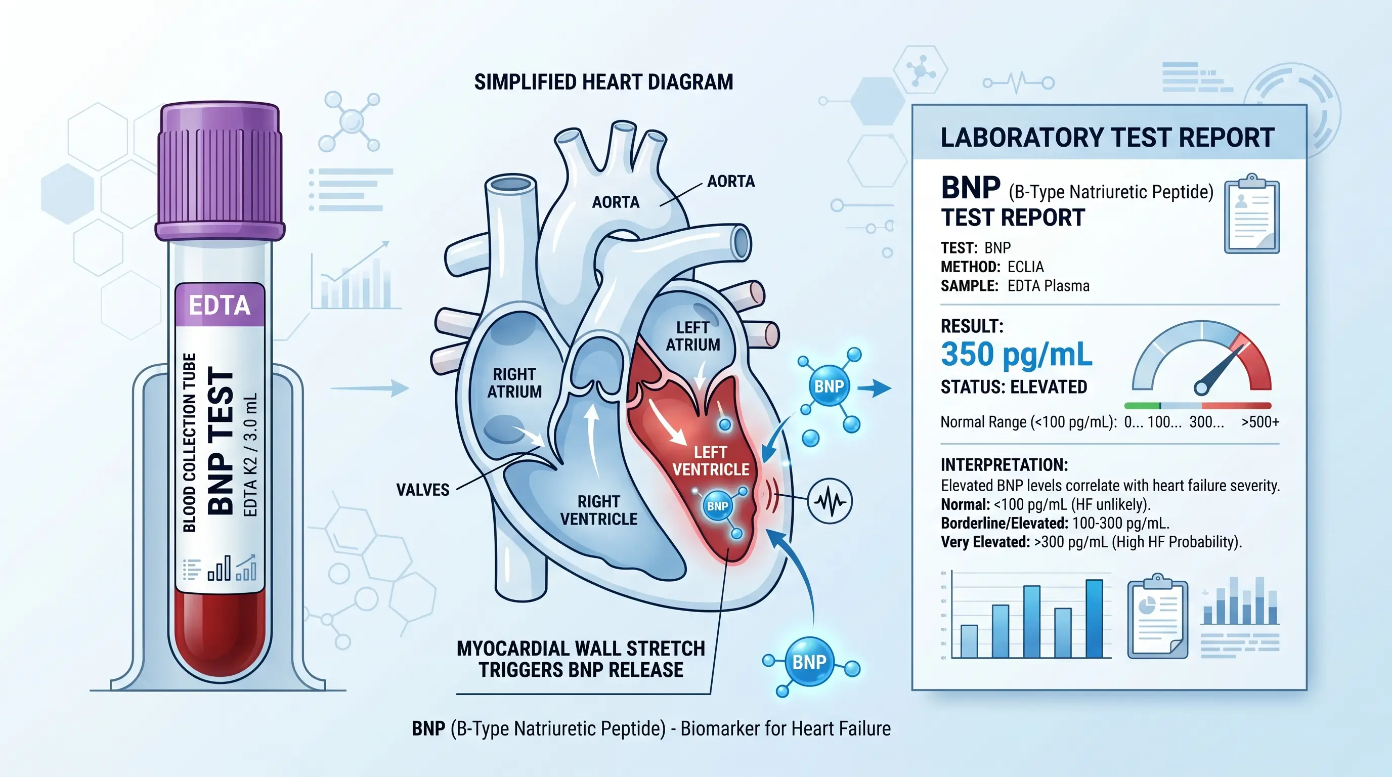 Scientific editorial illustration showing a BNP test blood tube, simplified heart diagram, and laboratory test report in a clean blue and white layout